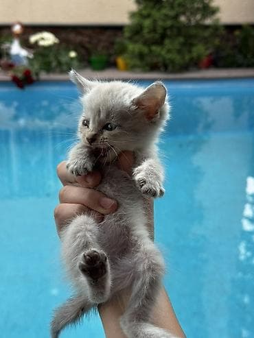 scottish fold: Беспородная, 1 месяц, Мальчик, Серый, Приучена к лотку — 2