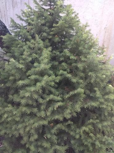 семена елки: Ель канадская (Picea glauca ‘Conica’), компактная, густая крона — 5