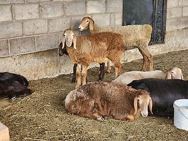 витамины для кур: Продаю | Ягненок | Арашан | Для разведения | Ярка — 3