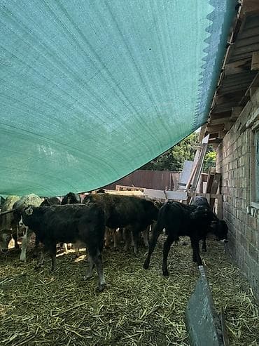 карова быки: Продаю | Музоо, торпок | На откорм — 8