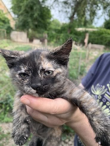 кошки балыкчы: Котята забавной «черепаховой» окраски и классический чёрный Описание — 2