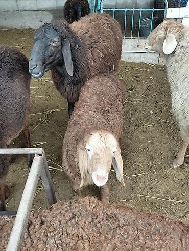 Айыл-чарба жаныбарлары: Сатам | Ургаачы кой (ургаачы) | Көбөйтүү үчүн | Асыл тукумдуу — 2