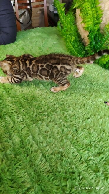 новорожденные котята: Друзья!! Проф питомник Бен Гла Мур Предлагает Шикарных элитных — 27