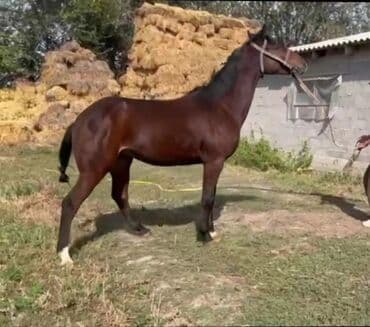 Иттер: Сатам | Байтал | Жумушка — 2