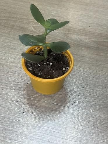 Суккулент Crassula (толстянка), молодое растение в пластиковом горшке — 2