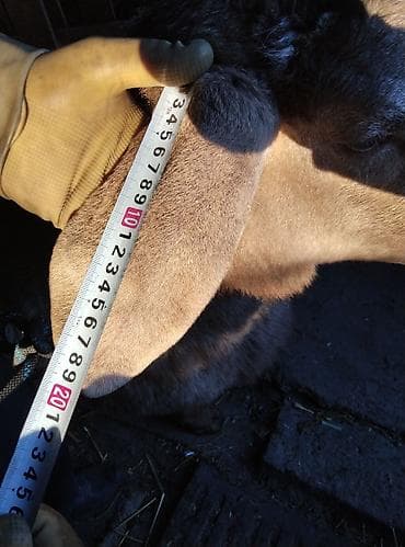 породистые: Продаю | Овца (самка) | Для разведения — 8