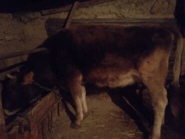 дойних коров: Продаю | Корова (самка) | Для разведения | Нетель — 1