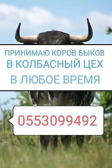 Колбасный цех : Коровы, быки, Лошади, кони, | Круглосуточно, Любое состояние, Забитый