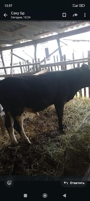 фазан бишкек: Сатам | Бука (эркек) | Бордоп семиртүү үчүн — 3