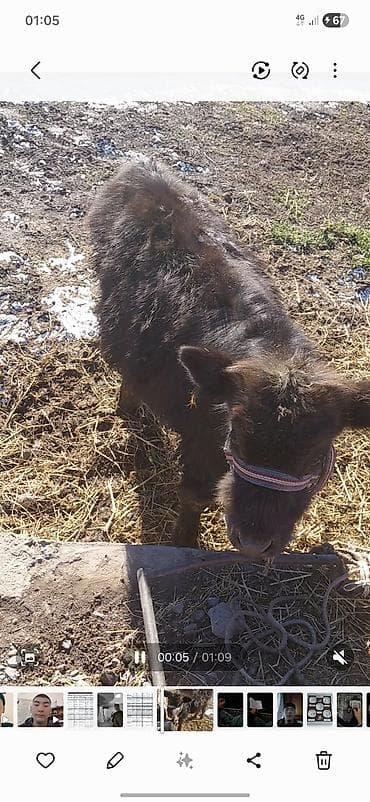 Зоотовары: Продаю | Бык (самец) | Ангус | На откорм — 3