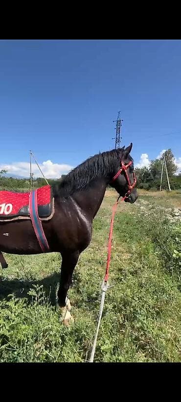 телен: Сатам | Байтал | Ат спорту — 7