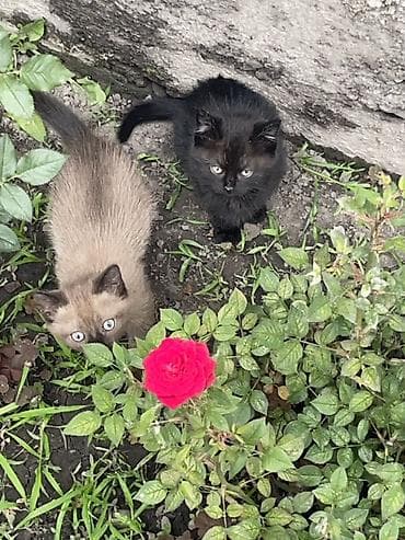 египетский кошка: 2 месяца, Девочка, Черный, Приучена к лотку — 3