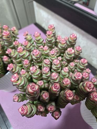 светы: Суккуленты и композиции из кактусов в керамических кашпо Описание: - — 3