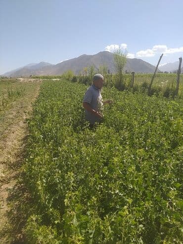 грабли с черенком цена бишкек: Предлагаем саженцы черной смородины, выращенные в экологически чистых — 2