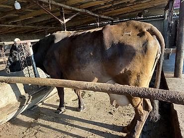 Продаю | Корова (самка) | Для молока | Привязанные at lalafo.kg Продаю | Корова (самка) | Для молока | Привязанные