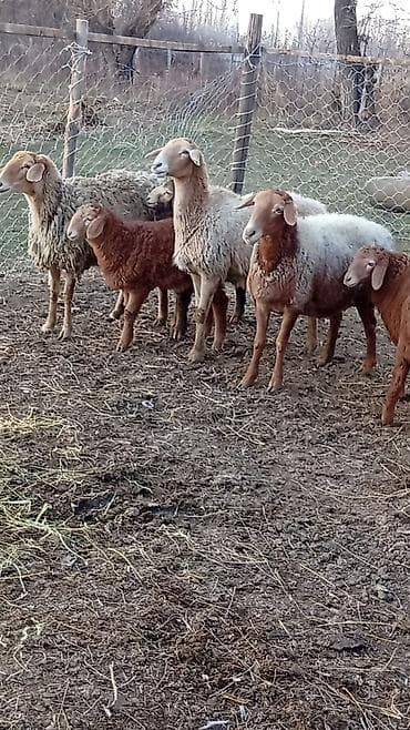 романовский порода: Продаю | Баран (самец) | Арашан — 1