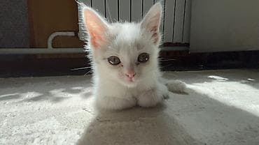 Беспородная, 2 месяца, Мальчик, Белый at lalafo.kg Беспородная, 2 месяца, Мальчик, Белый