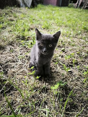 Кошки: Котик Семён ищет доброго хозяина Котенку 2,5 месяца, зовут Семён. От — 5