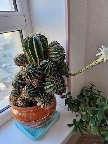 кактус бишкек: Цветёт 2 р в год — 4