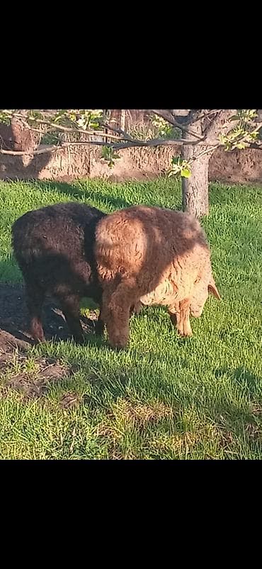 бекер уй: Сатам | Козу, Кочкор (эркек) | Көбөйтүү үчүн — 3