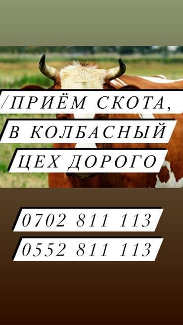 самые большие породы собак: Куплю | Коровы, быки, Лошади, кони | Круглосуточно, Любое состояние, Забитый — 3