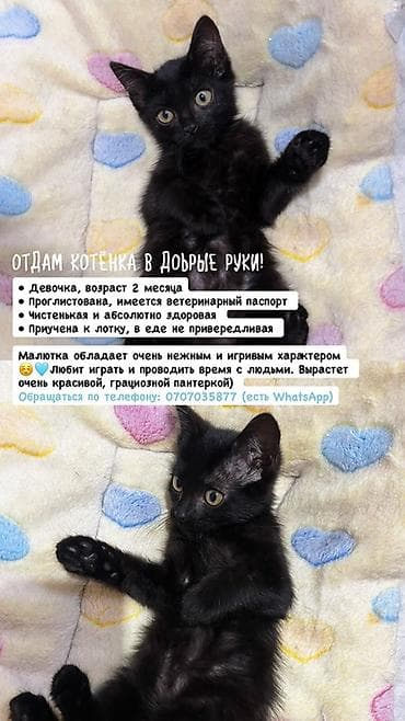 Кошка даром: Беспородная, 2 месяца, Девочка, Проглистована — 1