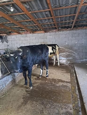 африканские сом: Продаю | Бык (самец) | Полукровка | На откорм — 2