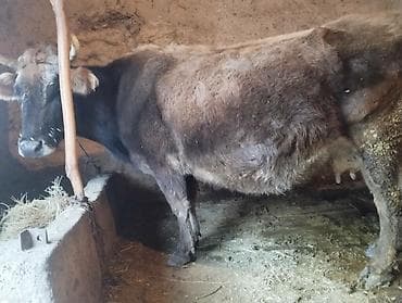 бык 1 5: Продаю | Корова (самка) | Для молока — 2