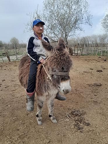 в связи с переездом отдам попугая жако в добрые руки: Эшек сатылат, аябай тын кулук тот ташка бышкан эшек суу ташыйт с150 кг — 3