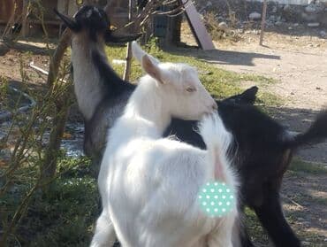 продам домик для кошки: Продаю | Козёл (самец) | Зааненская | Для разведения | Племенные — 6