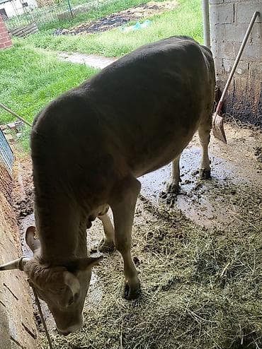 летучая мышь в кыргызстане: Продаю | Корова (самка) | Для разведения, Для молока | Привязанные — 8