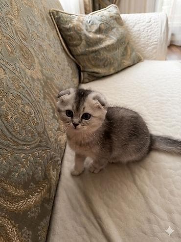 scottish fold: Шотландский вислоухий котёнок (Scottish Fold) Девочка 2,5 месяца - — 2