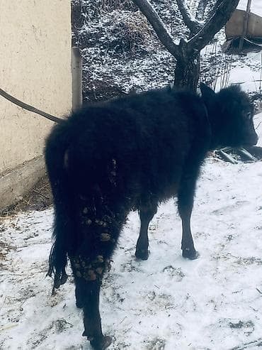 молочный коровы: Продаю | Музоо, торпок | На откорм | Привязанные — 2