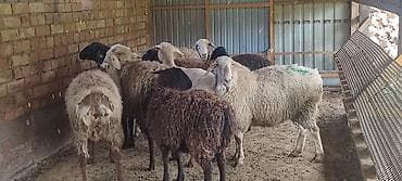 продаю овец: Продаю | Овца (самка), Ягненок, Баран (самец) | На забой — 3