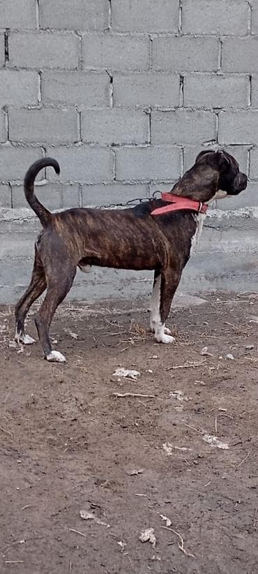 Вязка: Питбуль, Самец, 1 год