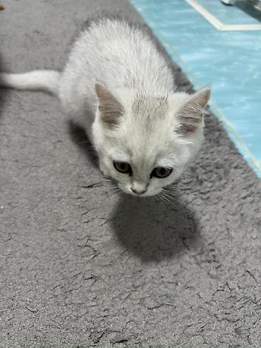 scottish fold: Скотиш Страйт (Шотландская прямоухая), 3 месяца, Девочка, Белый, Приучена к лотку — 2