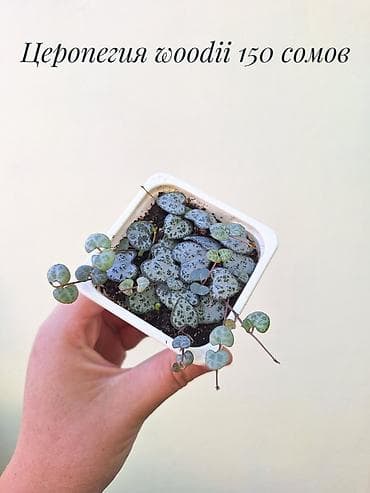 три лимона: Комнатные растения — от 100 сомов. Цены указаны на фото. Локация — 6
