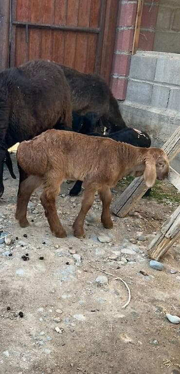 Продаю | Ягненок | На забой