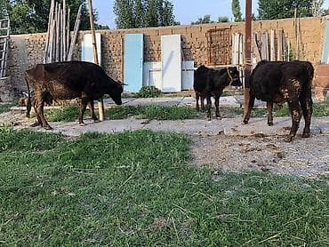 бука сатам: Продаю | Корова (самка), Бык (самец) | Ангус, Абердин-ангус | На откорм, Для разведения, Для молока — 2