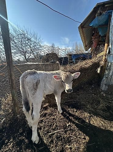 швиц тёлка: Продаю | Бык (самец) | Швицкая | На откорм | Племенные — 3