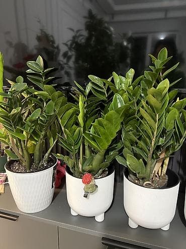 Үй жана бакча: Замиокулькас зензи по 7,8 кустов в одном горшке (Zamioculcas — 5
