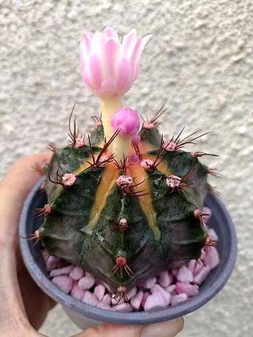 цветы кактус: В продаже радужные Гимнокалициумы (Gymnocalycium) с яркой жёлтой — 3