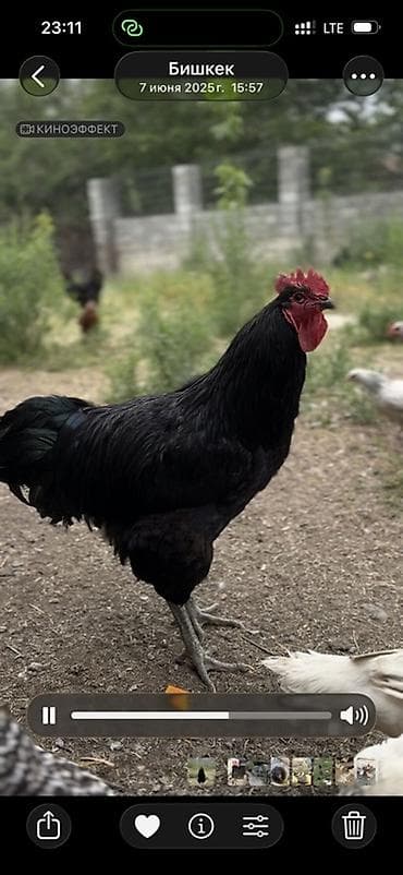 А/ч жаныбарлары үчүн тоюттар: Сатам | Короздор | Көбөйтүү үчүн — 4