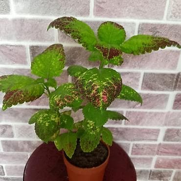 подставка для комнатных цветов: Пилея Пеперомиевидная (Pilea peperomioides) — компактное комнатное — 5