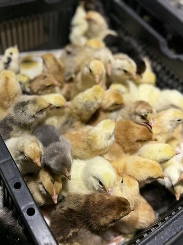 куплю кур несушек молодок: Продаю | Цыплята | Для разведения — 3