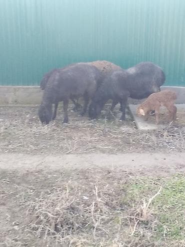 охотничье собаки: Козулу кой,бооз койлор круг сатылат — 4