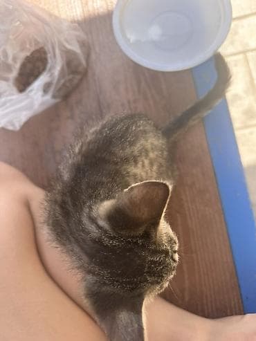 1 айлык, Ургаачы lalafo.kg да 1 айлык, Ургаачы