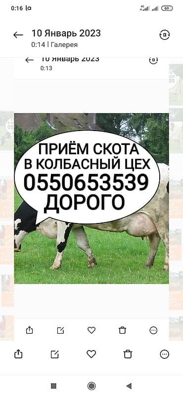 Частное лицо, Колбасный цех : Коровы, быки, Лошади, кони, Другие с/х животные, | Круглосуточно, Любое состояние, Забитый