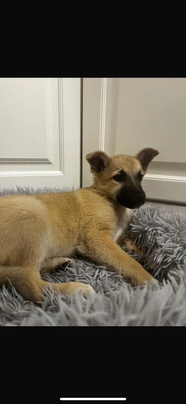 корма для собак: Собака даром: Дворняжка, 3 месяца, Самка — 1