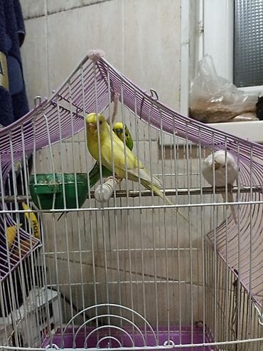 пл: Волнистые попугаи с клеткой - Вид: волнистые попугаи (несколько — 2